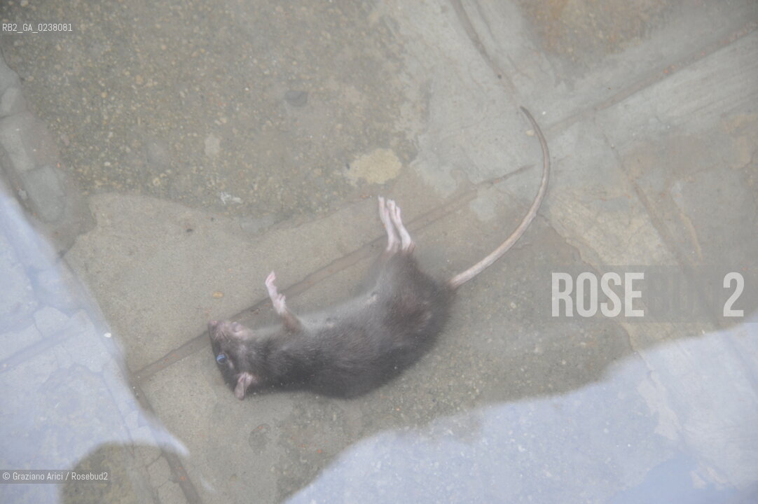 Venice 1/11/12 - High tide in Venice alta marea venezia acqua alta ©  graziano arici