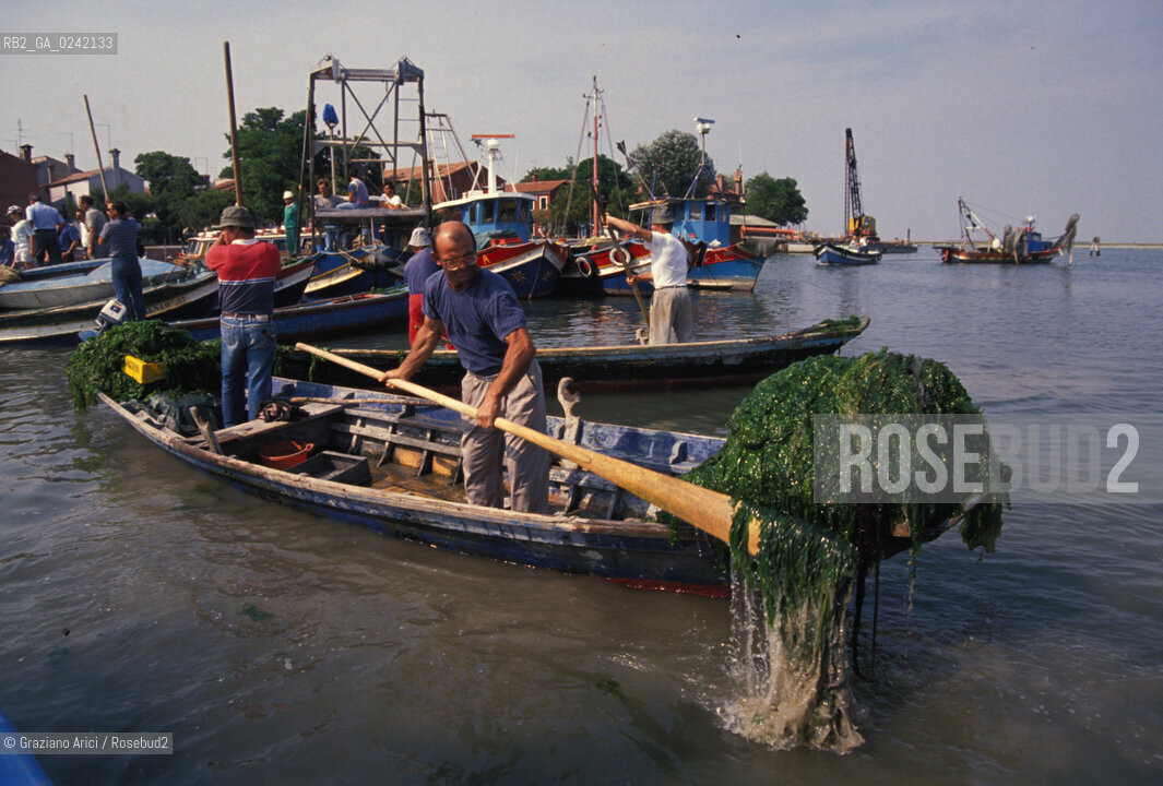 -venezia,1990. Pescatori di Burano raccolgono alghe dalla laguna durante una manifestazione di protesta. Inquinamento laguna alghe pescatore protesta Burano.-venice,1990. Fishermens protest against pollution of the lagoon:fishermen collect algae in the lagoon ©Graziano Arici/Rosebud2