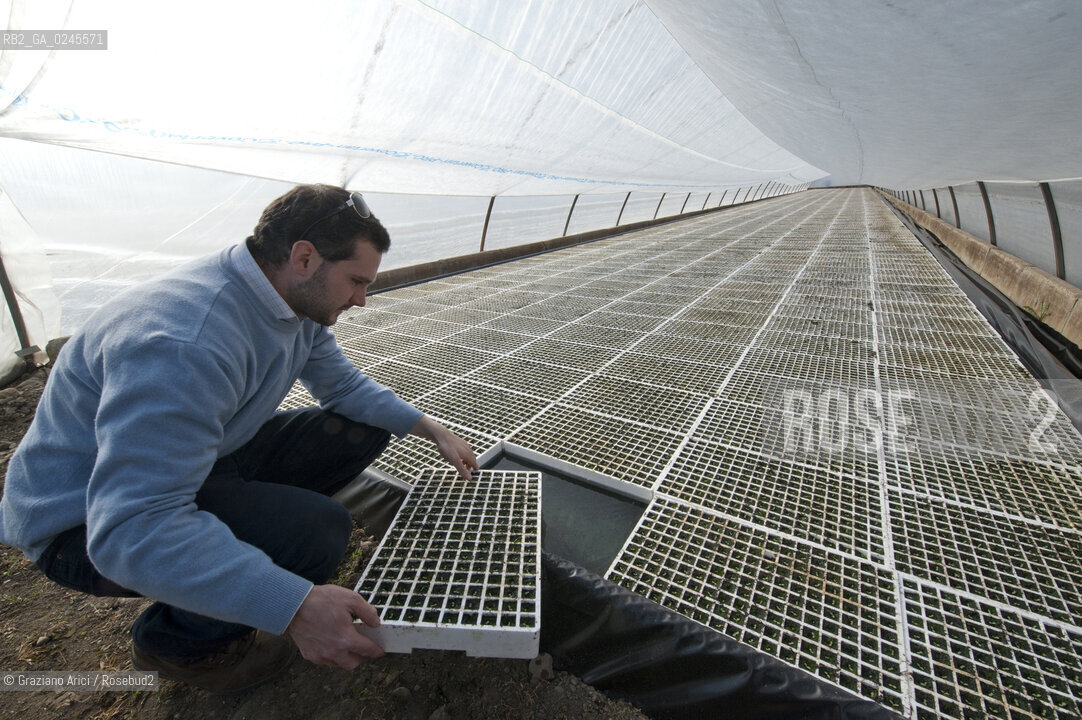 Foiano (Arezzo) 21/3/12 - Crescita delle piantine di tabacco in serra ©Graziano Arici/Rosebud2