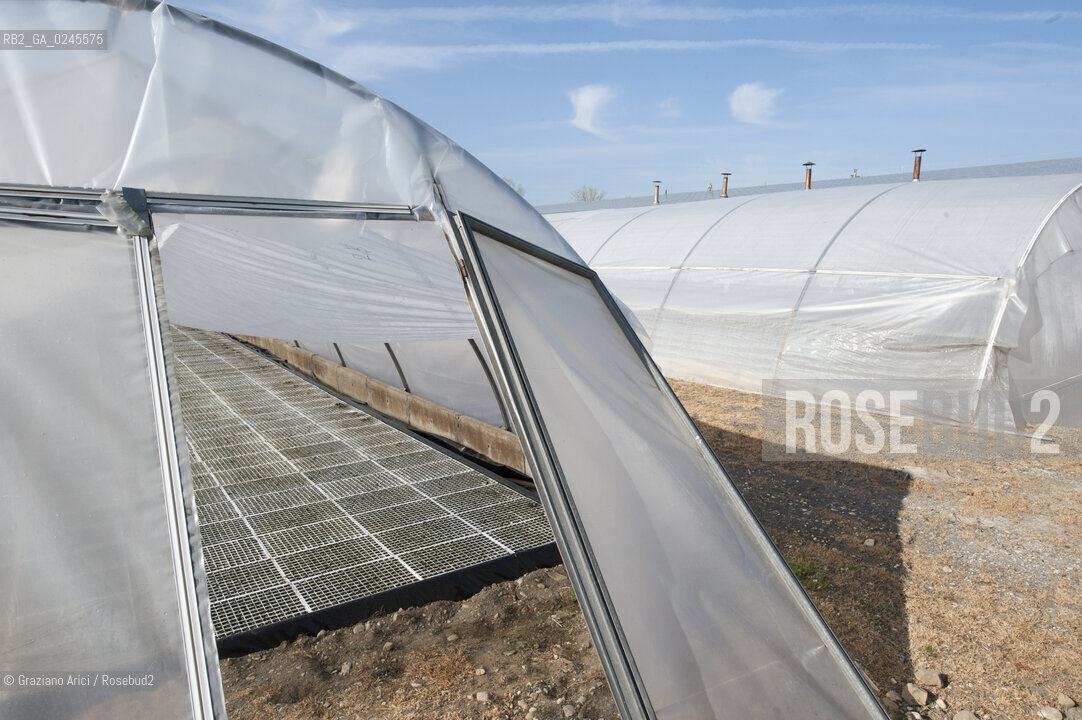 Foiano (Arezzo) 21/3/12 - Crescita delle piantine di tabacco in serra ©Graziano Arici/Rosebud2