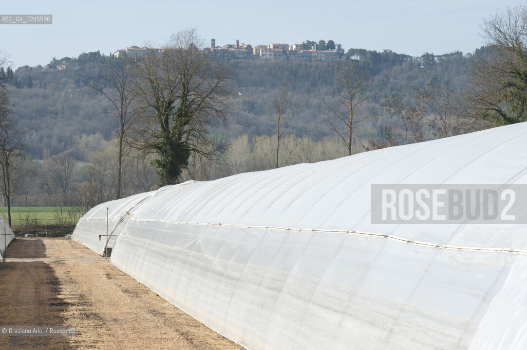 Foiano (Arezzo) 21/3/12 - Crescita delle piantine di tabacco in serra ©Graziano Arici/Rosebud2