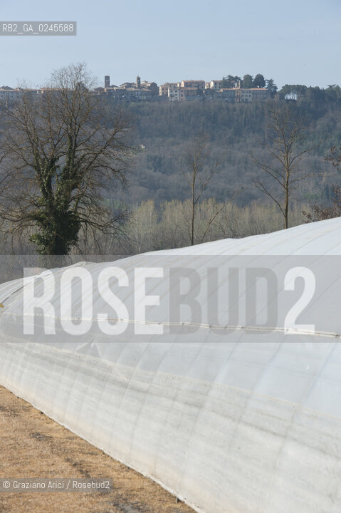 Foiano (Arezzo) 21/3/12 - Crescita delle piantine di tabacco in serra ©Graziano Arici/Rosebud2