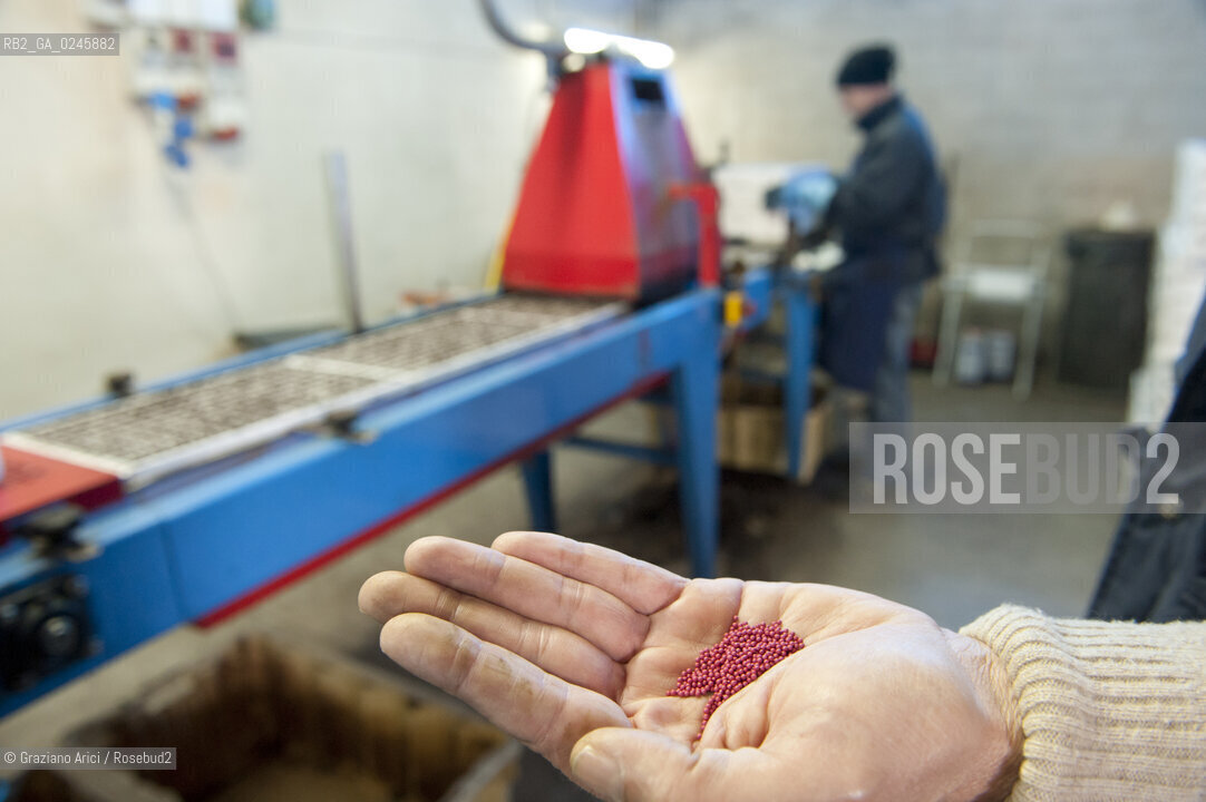 Foiano (Arezzo) 21/3/12 - Preparazione dei plateau con torba e seme impillolato ©Graziano Arici/Rosebud2
