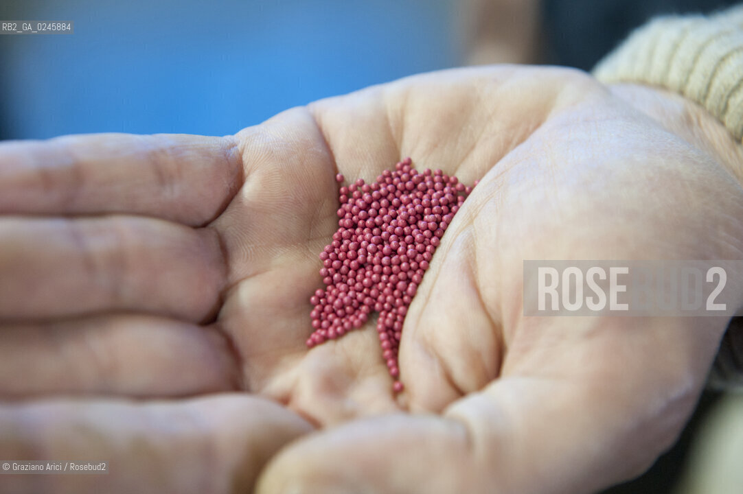 Foiano (Arezzo) 21/3/12 - Preparazione dei plateau con torba e seme impillolato ©Graziano Arici/Rosebud2