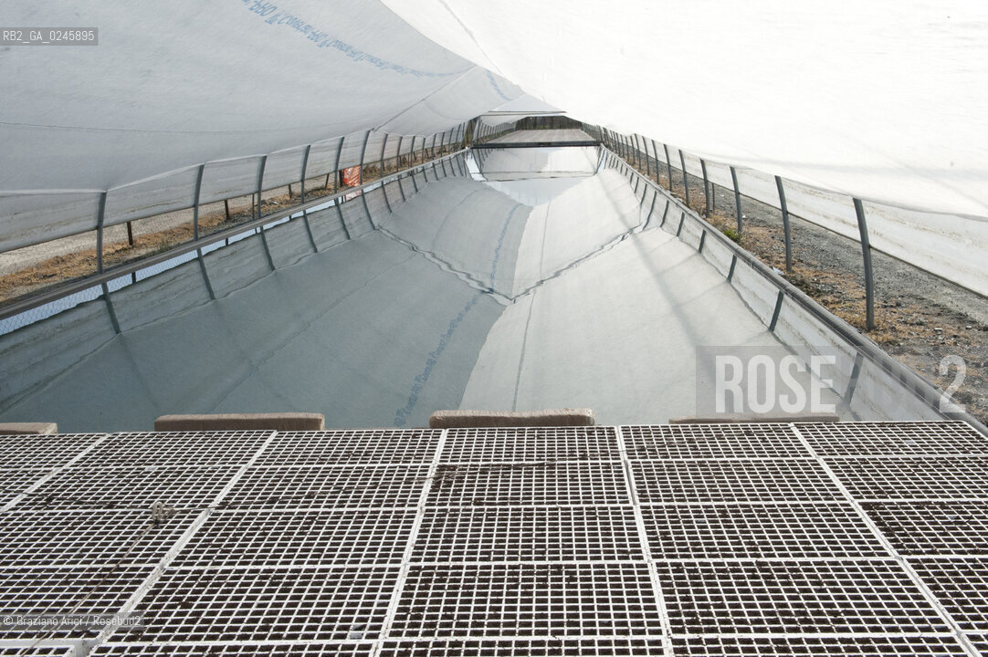 Foiano (Arezzo) 21/3/12 - Crescita delle piantine di tabacco in serra ©Graziano Arici/Rosebud2