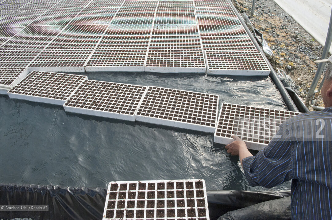 Foiano (Arezzo) 21/3/12 - Crescita delle piantine di tabacco in serra ©Graziano Arici/Rosebud2