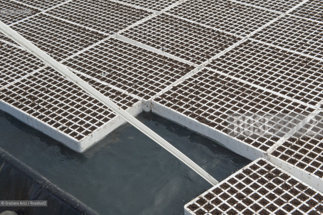 Foiano (Arezzo) 21/3/12 - Crescita delle piantine di tabacco in serra ©Graziano Arici/Rosebud2