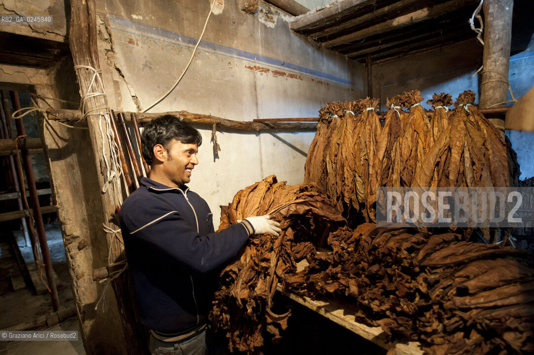 Tozzo (Arezzo) 21/3/12 - Lavorazione del tabacco essiccato, preparazione, cernita, e allestimenti in mazzi e sucessiva inscatolatura del tabacco ©Graziano Arici/Rosebud2