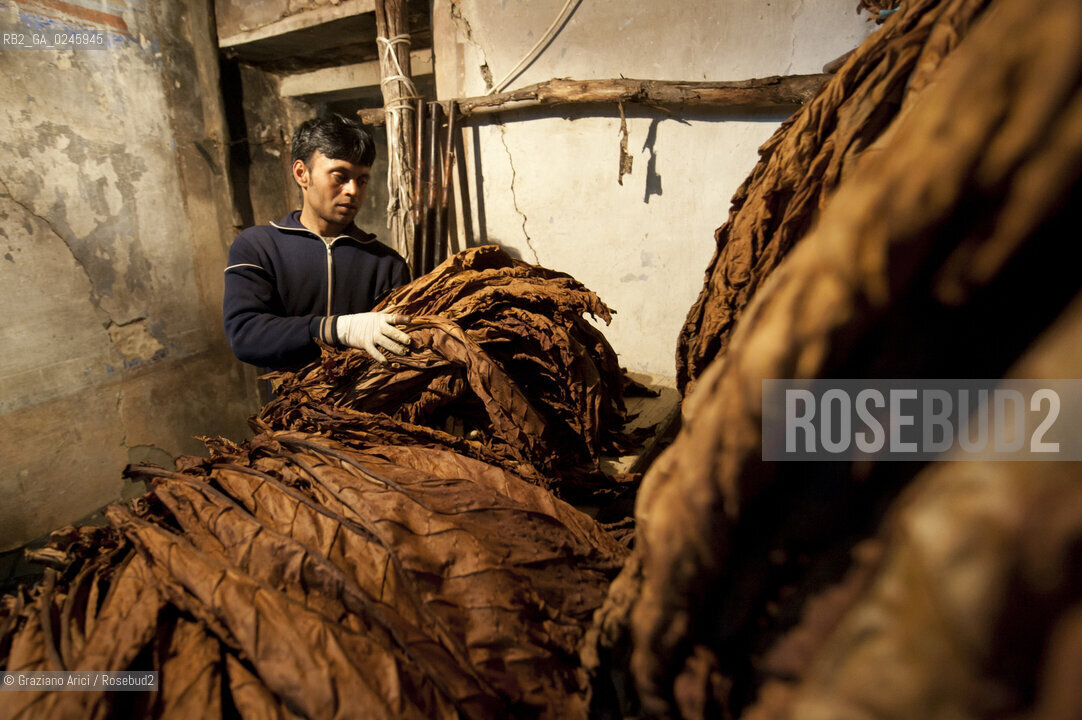 Tozzo (Arezzo) 21/3/12 - Lavorazione del tabacco essiccato, preparazione, cernita, e allestimenti in mazzi e sucessiva inscatolatura del tabacco ©Graziano Arici/Rosebud2
