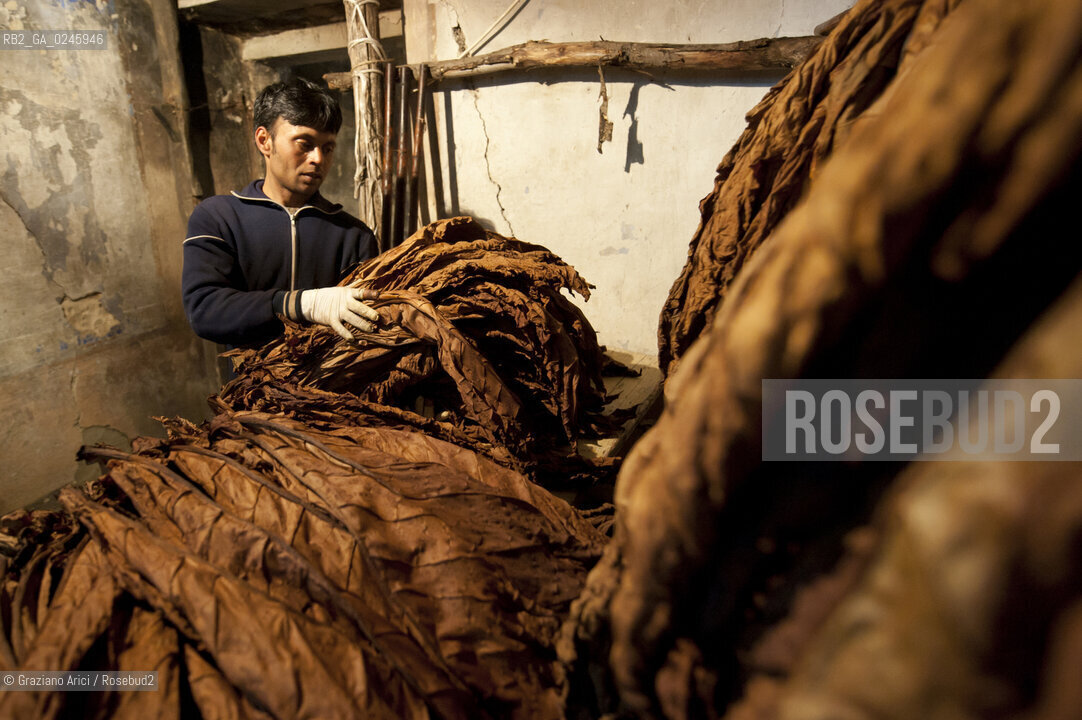 Tozzo (Arezzo) 21/3/12 - Lavorazione del tabacco essiccato, preparazione, cernita, e allestimenti in mazzi e sucessiva inscatolatura del tabacco ©Graziano Arici/Rosebud2