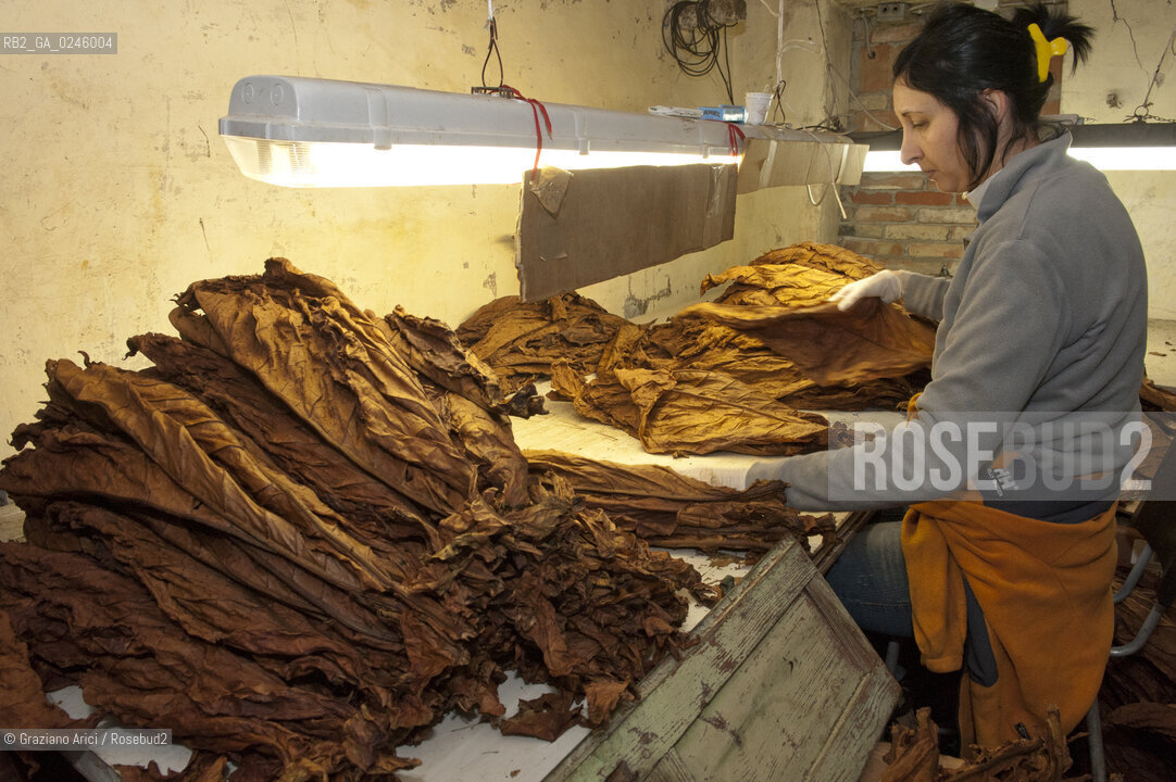 Tozzo (Arezzo) 21/3/12 - Lavorazione del tabacco essiccato, preparazione, cernita, e allestimenti in mazzi e sucessiva inscatolatura del tabacco ©Graziano Arici/Rosebud2