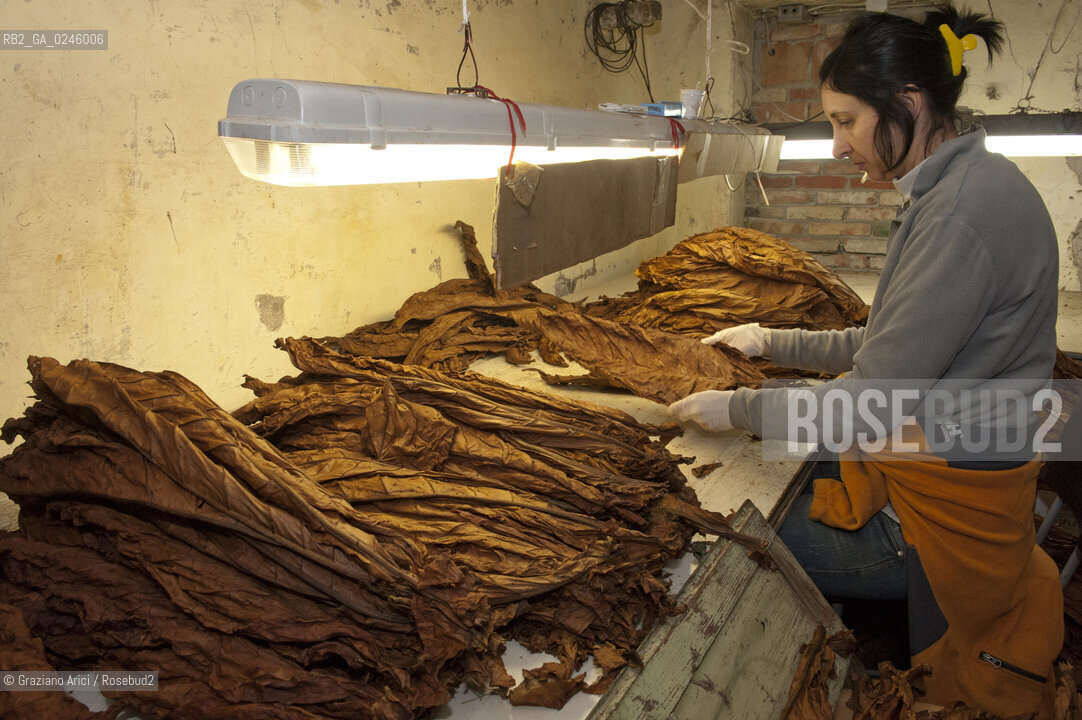 Tozzo (Arezzo) 21/3/12 - Lavorazione del tabacco essiccato, preparazione, cernita, e allestimenti in mazzi e sucessiva inscatolatura del tabacco ©Graziano Arici/Rosebud2