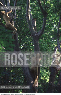 Localizzazione:.VENEZIA / CASTELLO.VENICE / CASTELLO.Oggetto:.Soggetto:.XXXVIII ESPOSIZIONE INTERNAZIONALE DARTE LA BIENNALE DI VENEZIA / VITA NELLA FORESTA FINLANDESE, COMPOSIZIONE DI AMBIENTE (PARTICOLARE), OPERA DI OLAVI LANU AL PADIGLIONE FINLANDIA.XXXVIII INTERNATIONAL ART EXHIBITION LA BIENNALE DI VENEZIA  / VITA NELLA FORESTA FINLANDESE, COMPOSIZIONE DI AMBIENTE  (DETAIL), WORK BY OLAVI LANU IN FINLAND PAVILION.Cronologia:.Definizione Culturale:.   Autore:.   Stile:.   Editori/Stampatori:.   Committenza:.Materia e Tecnica:.Collocazione:.Note:.BIENNALE ARTE.Riproduzione Fotografica:.©Graziano Arici/Rosebud2 Copyright: ©Graziano Arici/Rosebud2 /  .Data:.1978.Costo:.A.