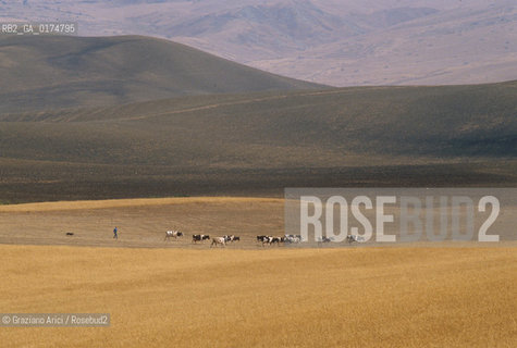 SICILIA  , CAMPAGNA VICINO AD ENNA  - © 2002 Graziano Arici/Rosebud2 / GEO
