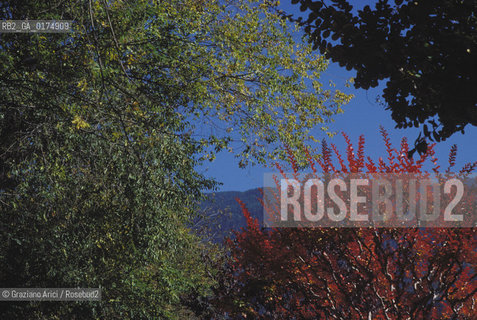 ALTO ADIGE (SUDTIROL), (BOLZANO), MERANO (MERAN) : LA PASSEGGIATA LUNGO PASSIRIO - © 2002 Graziano Arici/Rosebud2 / GEO / ALBERO