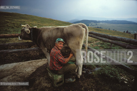 VENETO, ALTOPIANO DI ASIAGO ( VICENZA) :  PASCOLI  © 2002 Graziano Arici/Rosebud2 / GEO / MONTAGNA / MUCCA / AGRICOLTURA / ALLEVAMENTO