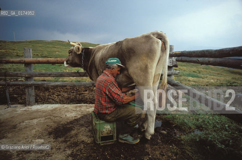 VENETO, ALTOPIANO DI ASIAGO ( VICENZA) :  PASCOLI  © 2002 Graziano Arici/Rosebud2 / GEO / MONTAGNA / MUCCA / AGRICOLTURA / ALLEVAMENTO