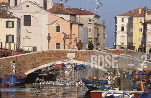 VENETO, CHIOGGIA  (VENEZIA) : CANALE DELLA VENA  -  © 2002 Graziano Arici/Rosebud2 / GEO / GABBIANI