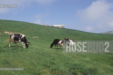 VENETO, PASCOLI NEL CADORE (BELLUNO)  -  © 2002 Graziano Arici/Rosebud2 / GEO / MUCCA