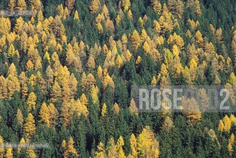 VENETO, BOSCHI NEL CADORE (BELLUNO)  -  © 2002 Graziano Arici/Rosebud2 / GEO / ALBERI