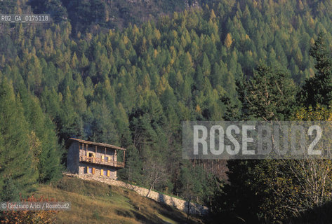 VENETO, BOSCHI SUL PASUBIO  (VICENZA)   -  © 2002 Graziano Arici/Rosebud2 / GEO / MONTAGNA / ALBERO