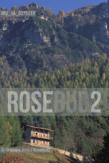 VENETO, BOSCHI SUL PASUBIO  (VICENZA)   -  © 2002 Graziano Arici/Rosebud2 / GEO / MONTAGNA / ALBERO