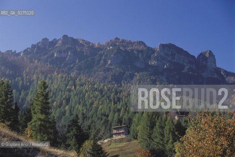 VENETO, BOSCHI SUL PASUBIO  (VICENZA)   -  © 2002 Graziano Arici/Rosebud2 / GEO / MONTAGNA / ALBERO