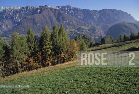 VENETO, BOSCHI SUL PASUBIO  (VICENZA)   -  © 2002 Graziano Arici/Rosebud2 / GEO / MONTAGNA / ALBERO