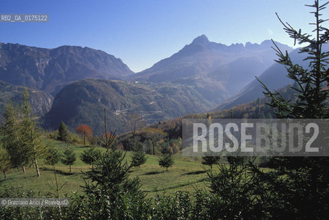VENETO, BOSCHI SUL PASUBIO  (VICENZA)   -  © 2002 Graziano Arici/Rosebud2 / GEO / MONTAGNA / ALBERO