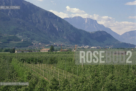 TRENTINO , TRENTO : COLTIVAZIONI DI MELE  - © 2002 Graziano Arici/Rosebud2 / GEO / CAMPAGNA