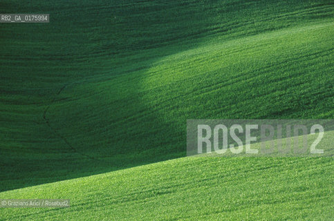TOSCANA , PIENZA : CAMPAGNA  - © 2002 Graziano Arici/Rosebud2 / GEO / VERDE / PRATO