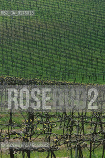 TOSCANA , CAMPAGNA TOSCANA - © 2002 Graziano Arici/Rosebud2 / GEO / VIGNA / VINO