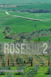 TOSCANA , PIENZA : CAMPAGNA DELLA VAL DORCIA  - © 2002 Graziano Arici/Rosebud2 / GEO
