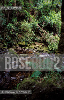 IRLANDA (MUNSTER-KERRY) KILLARNEY NATIONAL PARK : BOSCO  - ©Graziano Arici/Rosebud2 / GEO