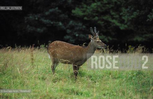 IRLANDA (MUNSTER-KERRY) KILLARNEY NATIONAL PARK : ROSS CASTLE  - CERBIATTO- ©Graziano Arici/Rosebud2 / GEO