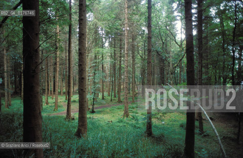 IRLANDA (SLIGO) LA TERRA DI W.B.YEATS : BOSCO ATTORNO AL LOUGH GILL   - © 2002 Graziano Arici/Rosebud2 / GEO / LETTERATURA / POESIA /