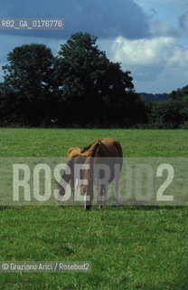 IRLANDA (MUNSTER) TIPPERARY : CAVALLI A PASCOLO   - © 2002 Graziano Arici/Rosebud2 / GEO