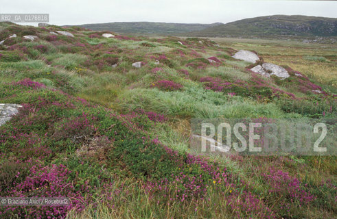 IRLANDA (CONNEMARA)  BRUGHIERA  - © 2002 Graziano Arici/Rosebud2 / GEO /