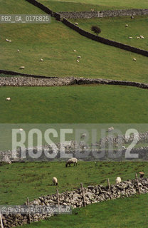 IRLANDA (CONNEMARA) CAMPAGNA - © 2002 Graziano Arici/Rosebud2 / GEO / PECORE
