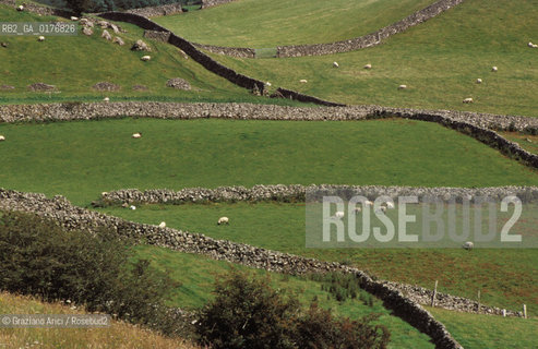 IRLANDA (CONNEMARA) CAMPAGNA - © 2002 Graziano Arici/Rosebud2 / GEO / PECORE