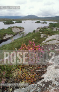 IRLANDA (CONNEMARA) FIORI SULLA BRUGHIERA - © 2002 Graziano Arici/Rosebud2 / GEO