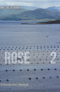 IRLANDA (DONEGAL) PORTSALON : ALLEVAMENTO DI OSTRICHE SUL LOUGH SWILLY  - © 2002 Graziano Arici/Rosebud2 / GEO / MARE