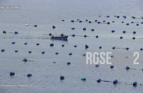IRLANDA (DONEGAL) PORTSALON : ALLEVAMENTO DI OSTRICHE SUL LOUGH SWILLY  - © 2002 Graziano Arici/Rosebud2 / GEO / MARE