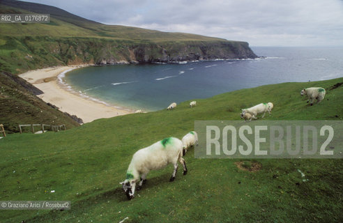 IRLANDA (DONEGAL) SLIEVE LEAGUE : SPIAGGIA   - © 2002 Graziano Arici/Rosebud2 / GEO / PECORA / VERDE
