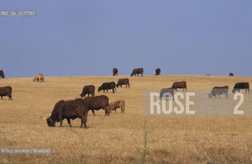 PORTOGALLO, (ALENTEJO) CAMPAGNA     @ 2002 Graziano Arici/Rosebud2  / GEO