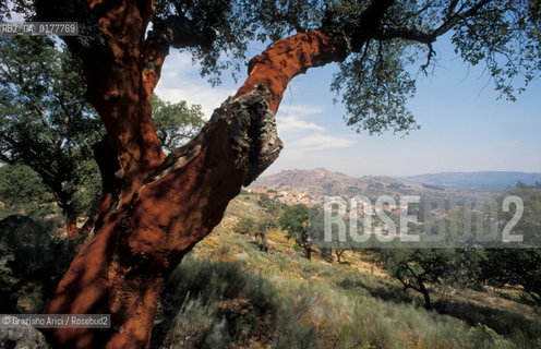 PORTOGALLO, (ALENTEJO) CAMPAGNA - ALBERO DA SUGHERO    @ 2002 Graziano Arici/Rosebud2  / GEO