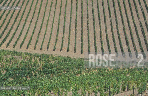 PORTOGALLO, (LE BEIRAS) CAMPAGNA     @ 2002 Graziano Arici/Rosebud2 / VIGNETI / GEO