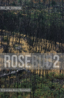PORTOGALLO, (TRAS-OS-MONTES) BOSCHI BRUCIATI   @ 2002 Graziano Arici/Rosebud2 / INCENDIO / GEO