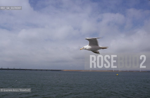 OLANDA , (ZEELAND) DIGA SULLOOSTERSCHELDE   -  © 2002 Graziano Arici/Rosebud2 / GEO / GABBIANO / UCCELLO