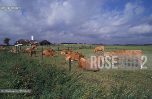 OLANDA , ( ISOLE FRISONE ) TEXEL :ALLEVAMENTO DI MUCCHE -  © 2002 Graziano Arici/Rosebud2 / GEO